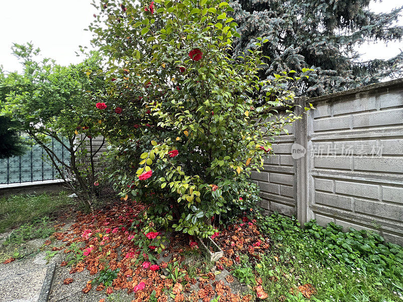 Abandoned Garden